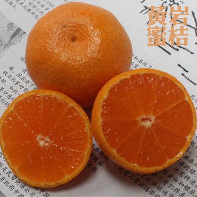 本地早桔子 1斤 正宗黄岩蜜桔 新鲜水果柑橘特产批发零售多省包邮