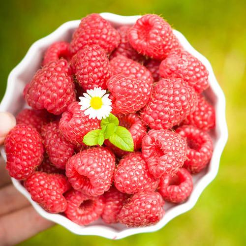批发零售德蕾有机种植树莓鲜果覆盆子孕妇新鲜水果现摘现发红黑山莓